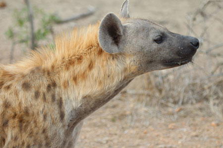 Spotted Hyaena